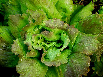 How to Grow Prizehead Lettuce From Seed