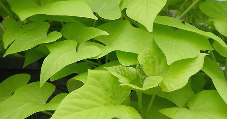 Planting Your Sweet Potato Vines From Cuttings