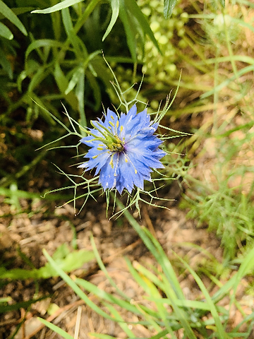 How to Grow Love In A Mist Flowers From Seed!