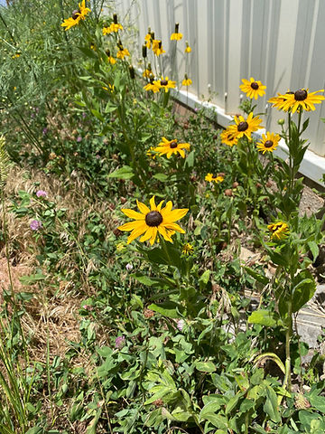 How to Grow Black Eyed Susan Flowers From Seeds