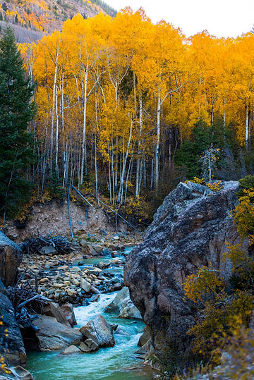 Quaking Aspen Trees. 