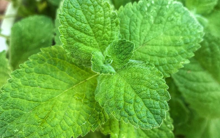 Planting Your Wrigley's Spearmint Plants