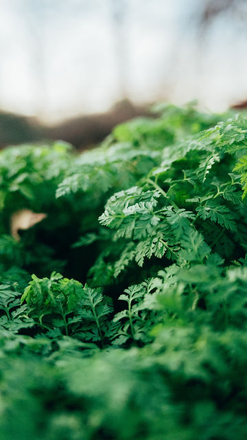 How to Grow Chervil from Seed!