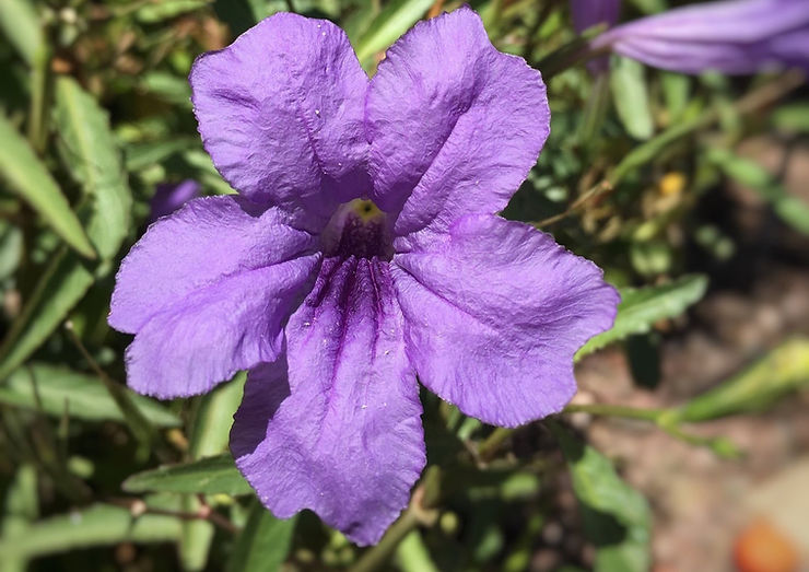 Planting Your Mexican Petunia