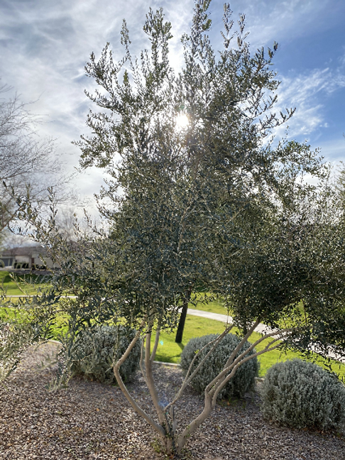 How To Grow Russian Olive Seeds