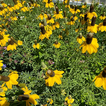 How To Grow Long Headed Coneflower From Seeds