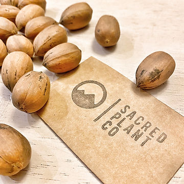 How to Grow Pecan Trees From Seeds