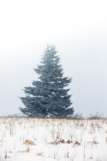 How to Grow Concolor Fir Trees From Seeds!