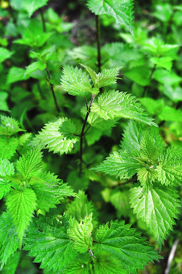 How to Grow Stinging Nettle From Seed!