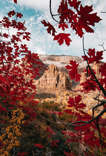 How to Grow Rocky Mountain Maple Trees from Seed!