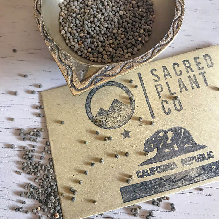 Growing California Poppy From Seeds