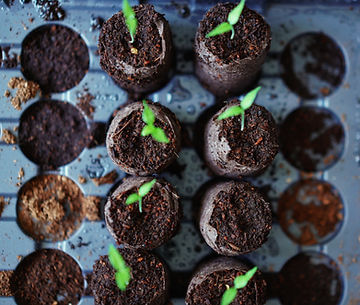 How to Grow Mugwort From Seeds