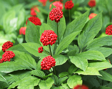 Growing Ginseng Plants From Seed