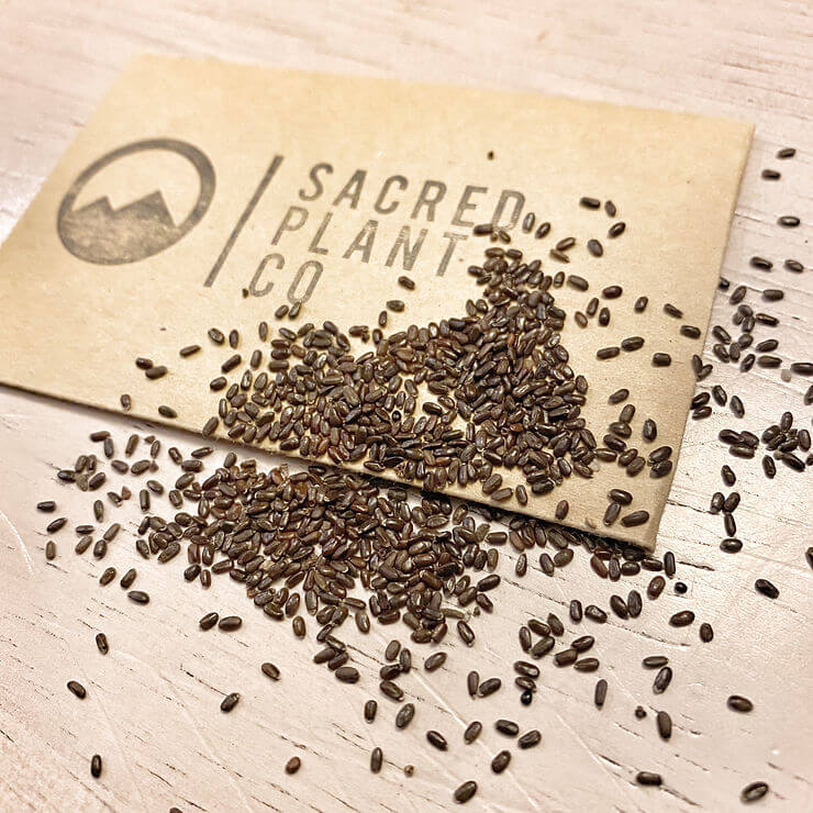 How To Grow Vera Lavender From Seeds