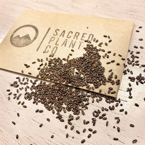 How To Grow Vera Lavender From Seeds