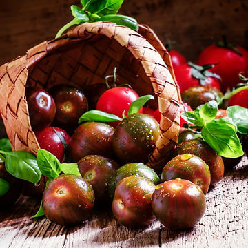 How To Grow Your Purple Bumble Bee Tomatoes From Seeds