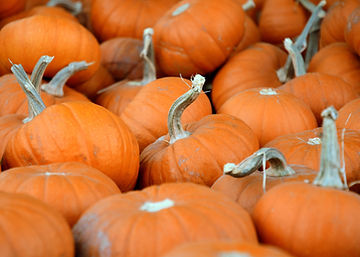 How to Grow Sugar Pumpkins from Seed!