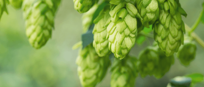 Hops: A Resonating Rhapsody from Vine to Vessel