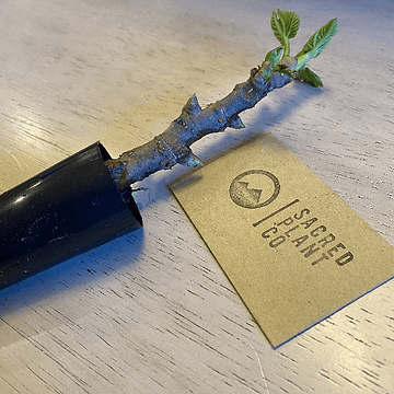 How to Care For Your Fig Cutting
