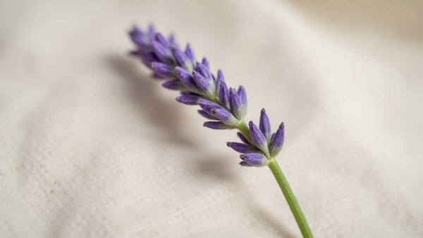 Raising The Bar Lavender: The Ancient Language of Calm