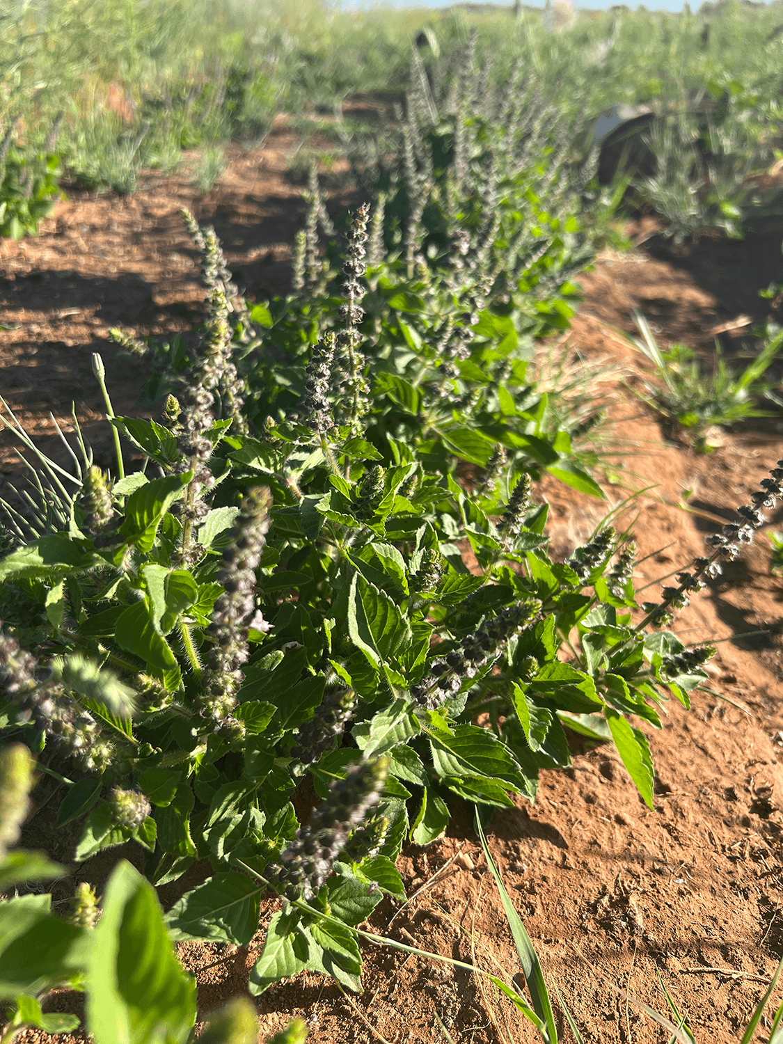 Holy Basil: Revered Botanical of Body and Spirit & Holy Basil Tea Recipe