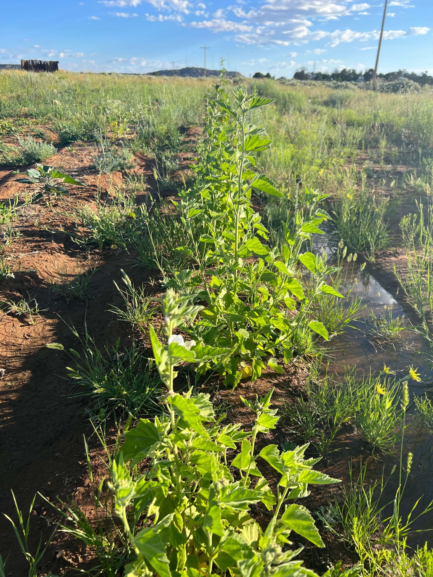 Image of a thriving Marshmallow plant (Althaea officinalis) in full bloom at Sacred Plant Co's Low Water Regenerative Colorado Farm. 