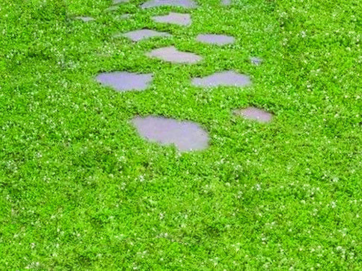 How To Grow Creeping Speedwell From Seeds