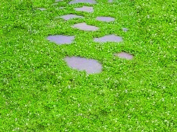 How To Grow Creeping Speedwell From Seeds
