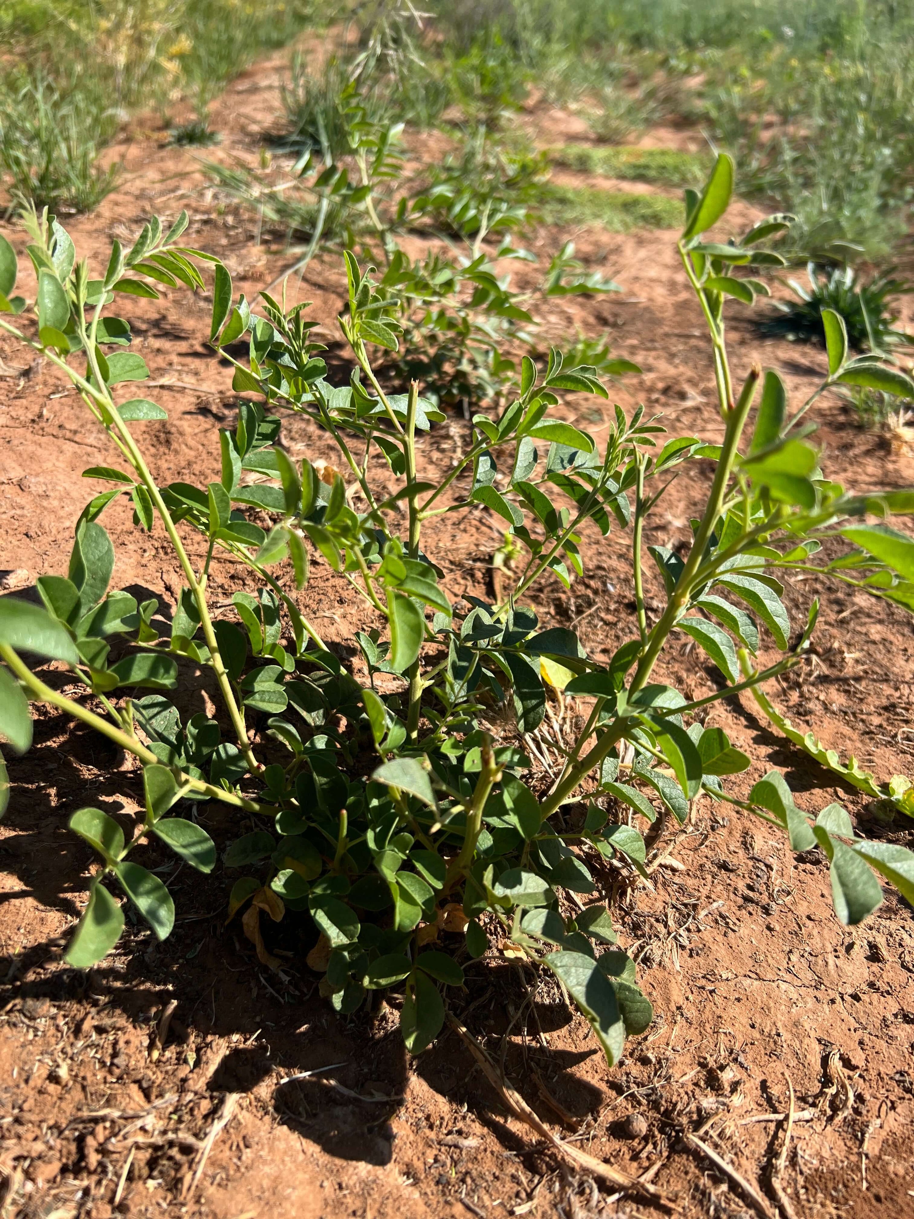 Licorice Plant, For Sacred Plant Co's Licorice Root