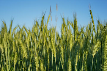 How to Grow Canada Wild Rye From Seed!