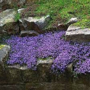 How to Grow Creeping Mother of Thyme From Seed