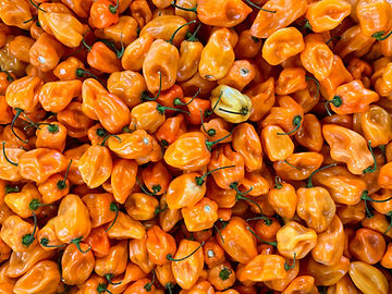 How to Grow Heatless Habanero "Habanada" Pepper Plants From Seeds