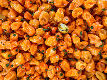 How to Grow Habanero Pepper Plants From Seeds