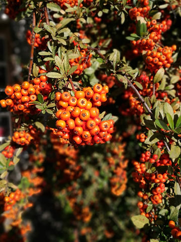 How to Grow Sea Buckthorn from Seed!