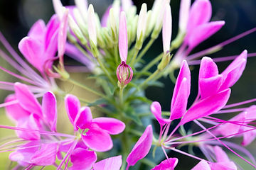 How to Grow Spider Flowers from Seed!