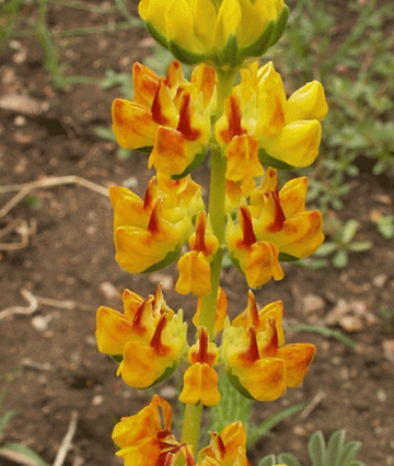 How to Grow Yellow Lupine From Seed!