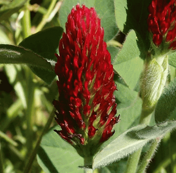 How to Grow Crimson Clover From Seed!