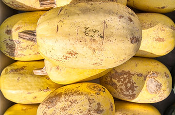 How to Grow Spaghetti Squash from Seed!