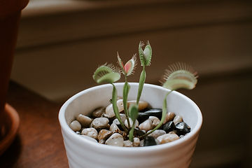 How to Grow a Venus Fly trap From Seed!