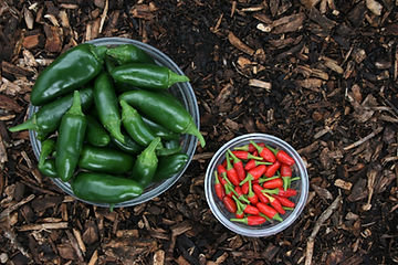 How to Grow Jalapeno Pepper Plants From Seeds