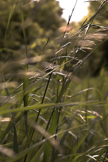 How to Grow Big Bluestem Grass From Seed