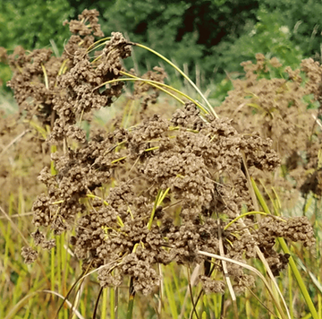 How to Grow Wool Grass From Seed!