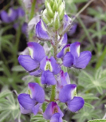 How to Grow Wild Lupine From Seed!