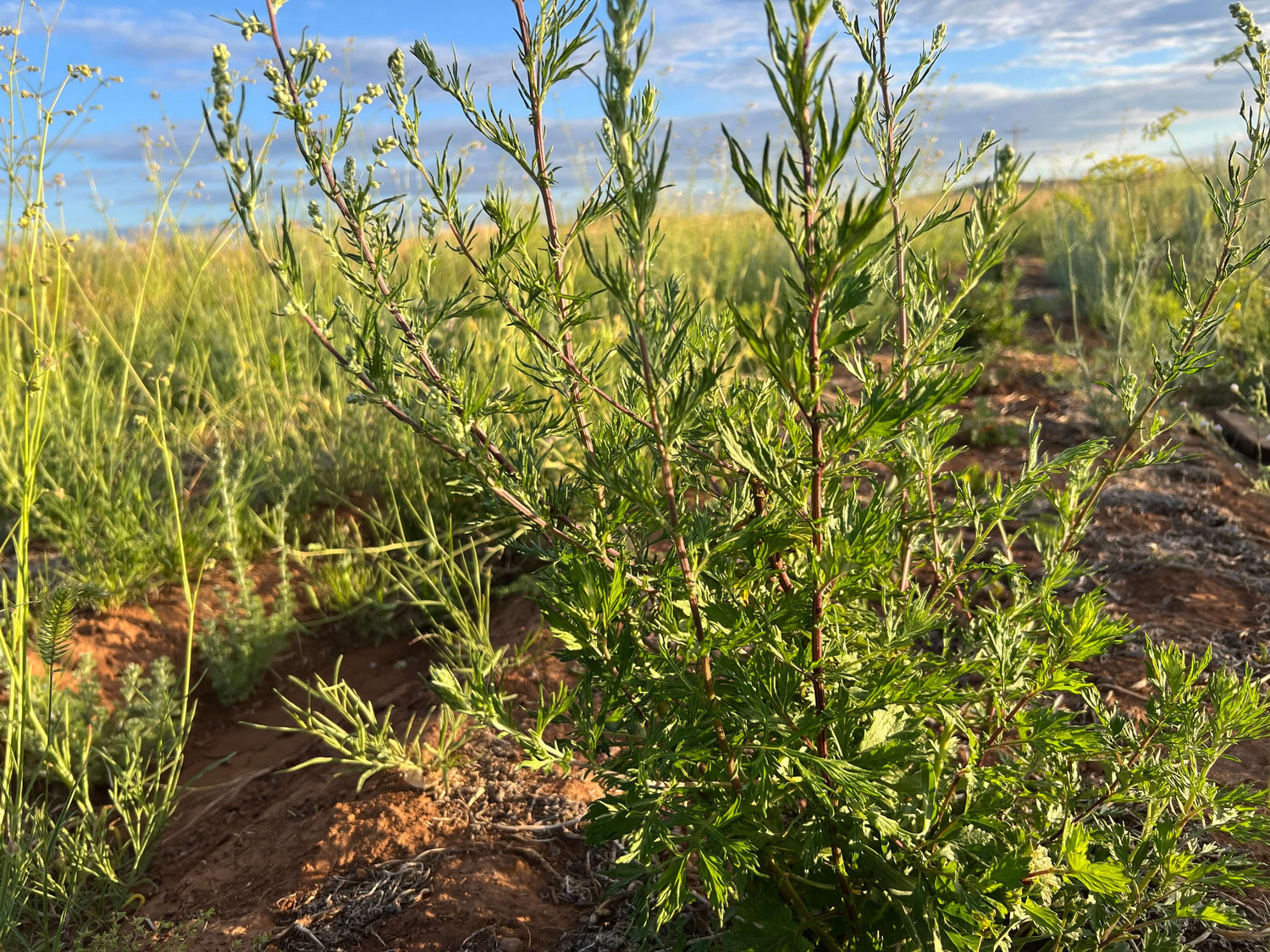 Mugwort: The Mystical Dream Herb's Odyssey