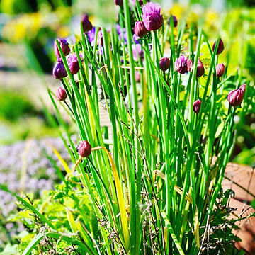How to Grow Common Chives From Seed