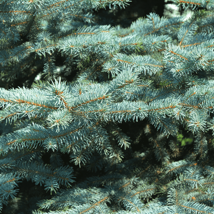 Blue Spring Tree How to Grow Blue Spruce From Seed: Regenerative Guide – Sacred Plant Co