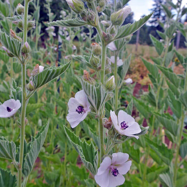 Blooming Althaea officinalis (marsh mallow) showing velvety gray-green leaves and pale summer flowers in a regenerative herb field.