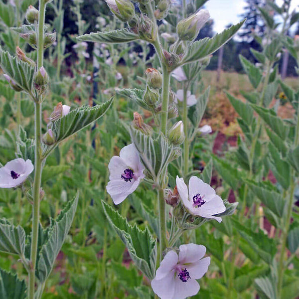 Blooming Althaea officinalis (marsh mallow) showing velvety gray-green leaves and pale summer flowers in a regenerative herb field.