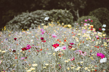 How to Grow Wildflowers from Seed!