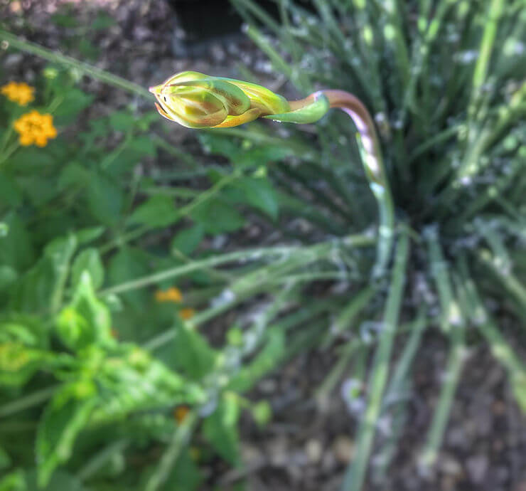 Growing Red Yucca From Seeds